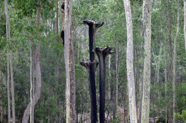 Nurra Bukulla Black-Stump Sculpture