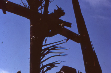 Mudflat Sculpture Berkley, 1965
